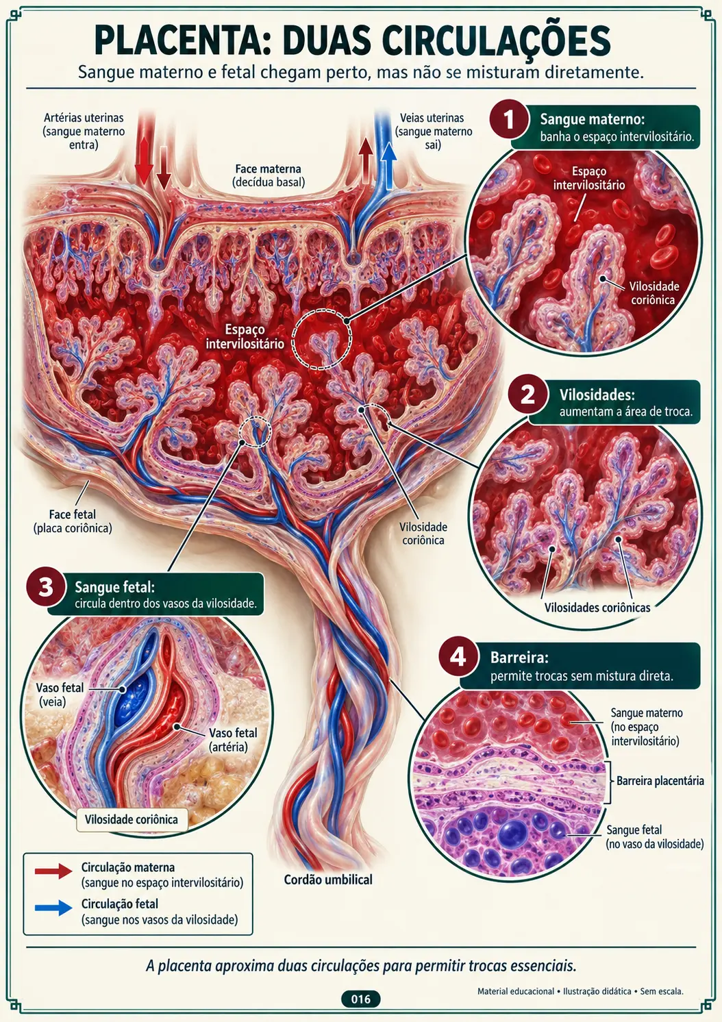 Placenta — Duas Circulações sem Mistura Direta